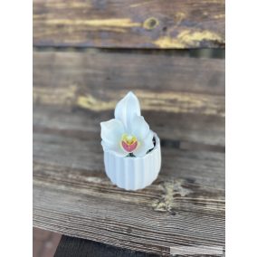 1 fej csónak orchidea