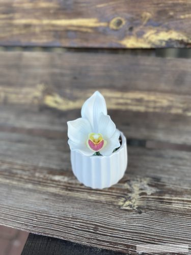 1 fej csónak orchidea
