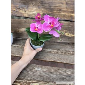 Mini orchidea 