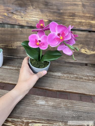 Mini orchidea 