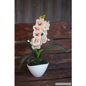 Világos orchidea modern kaspóban