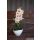 Világos orchidea modern kaspóban