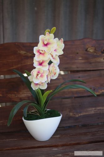 Világos orchidea modern kaspóban