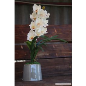 Fehér csónakorchidea