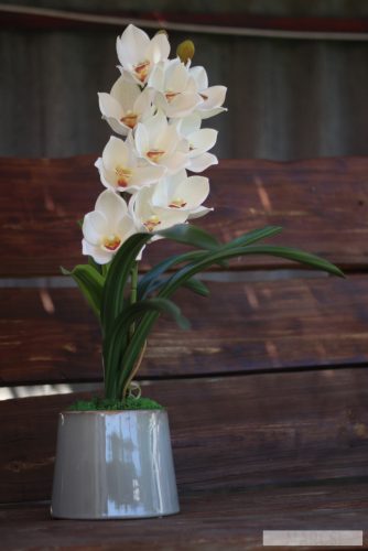 Fehér csónakorchidea