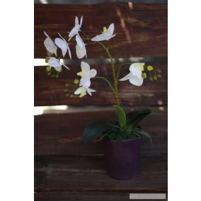 Fehér pillangóorchidea