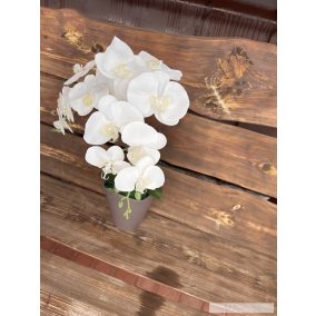 2 ágas fehér lepkeorchidea