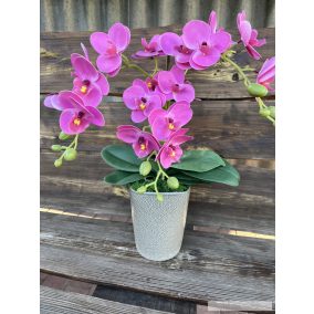Ciklámen színű orchidea 
