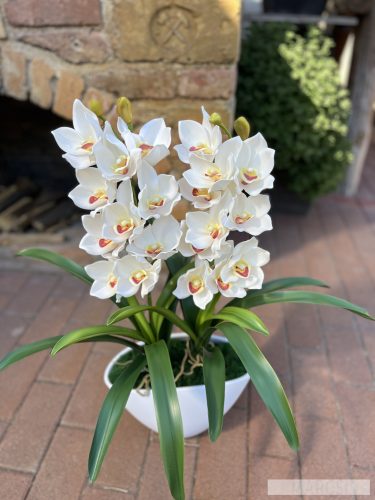 Dupla ágas csónakorchidea 